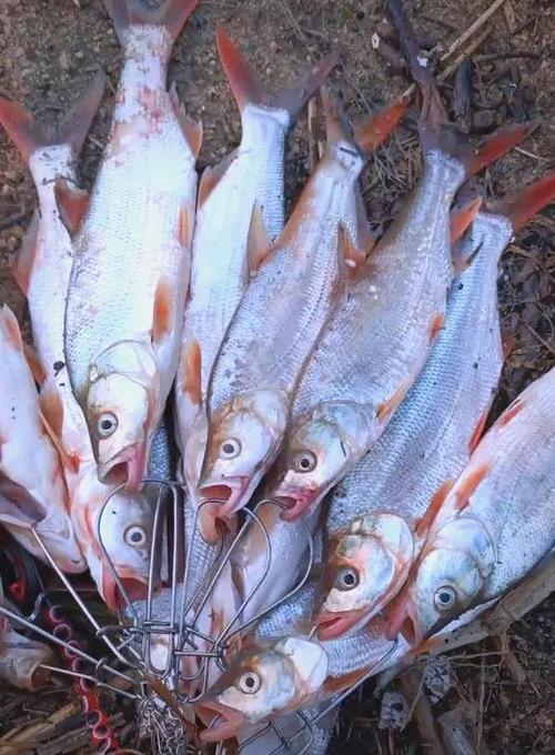 丹江釣魚_丹江口水庫紅尾魚釣法_丹江口水庫釣魚攻略