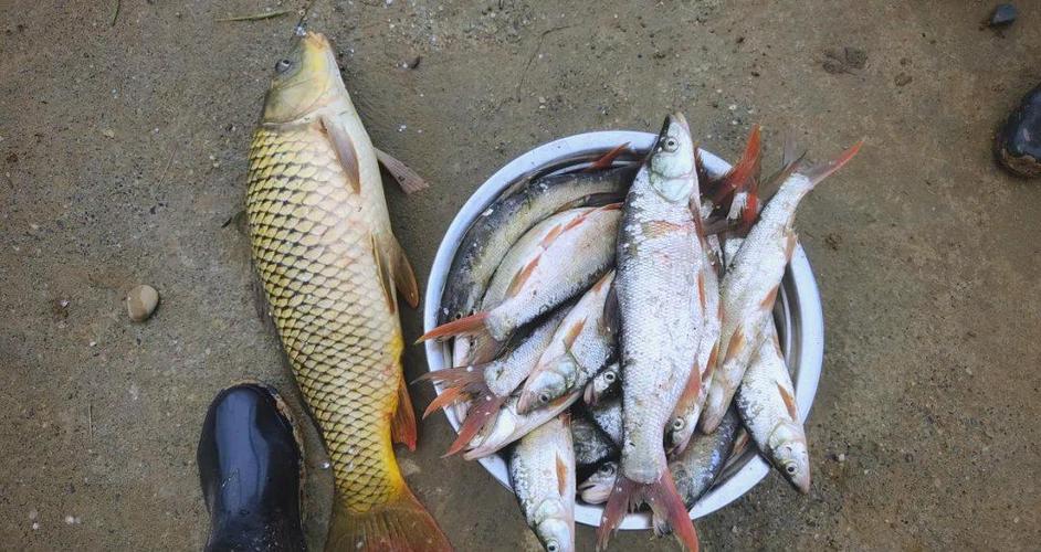 丹江口水庫紅尾魚釣法_丹江釣魚_丹江口水庫釣魚攻略