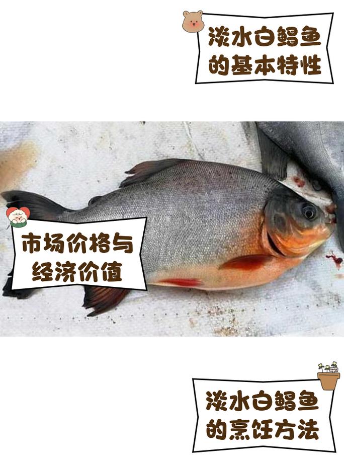 淡水鯧魚養殖方法_淡水鯧魚_鯧魚養殖技術
