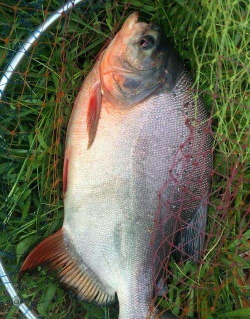 淡水鯧魚_鯧魚養殖技術_淡水鯧魚養殖方法