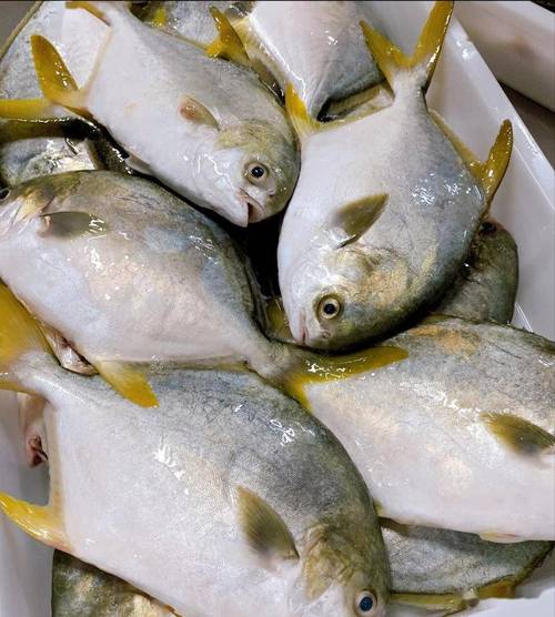 淡水鯧魚飲食文化_淡水鯧魚特性_淡水鯧魚