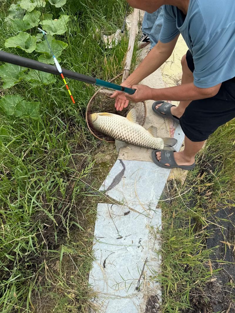 釣大草魚技巧_野釣草魚_野生草魚釣法
