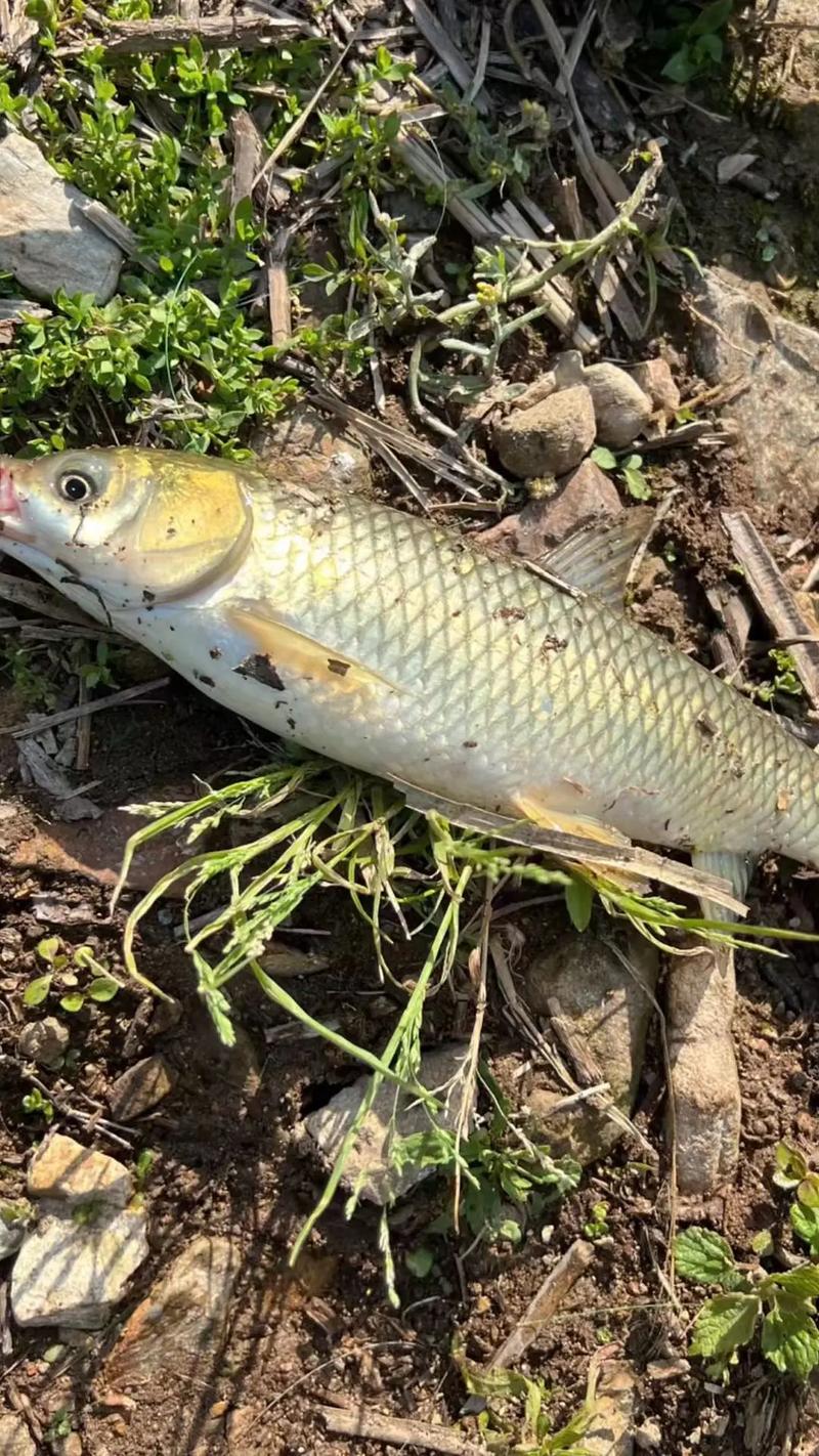 野釣草魚_釣大草魚技巧_野生草魚釣法