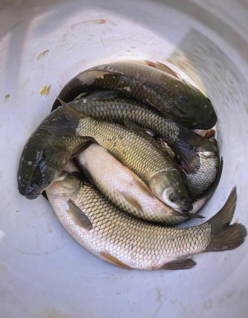 釣大草魚技巧_野釣草魚_野生草魚釣法