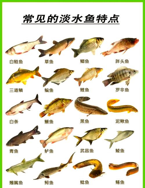 草魚鰱魚鳙魚養殖特點_淡水魚大全_淡水魚養殖排名前十