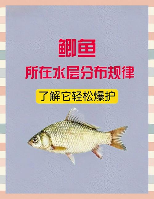 小水面深水釣鯽魚_冬季釣魚技巧_初冬野釣鯽魚
