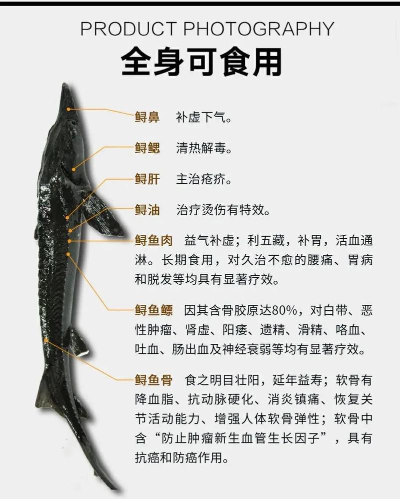 鱘魚與中華鱘魚區別_鱘魚_鱘魚的分布范圍_中華鱘魚品種分布