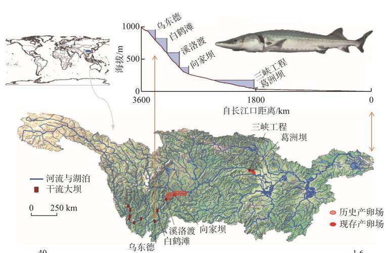 鱘魚與中華鱘魚區別_中華鱘魚品種分布_鱘魚_鱘魚的分布范圍