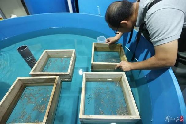 商品鱘魚養殖密度_鱘魚養殖苗種培育技術_人工鱘魚苗種培育技術