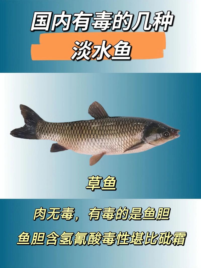 有毒淡水魚介紹_河豚是淡水魚還是咸水魚_河豚的毒性與危險