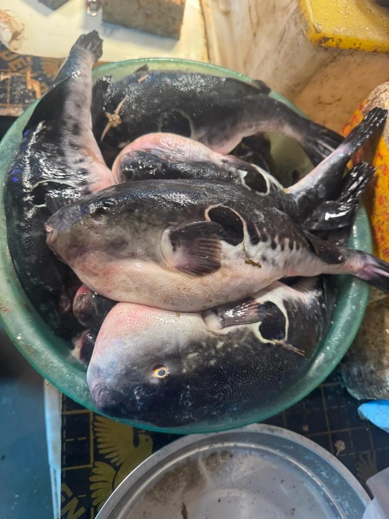 河豚的毒性與危險_河豚是淡水魚還是咸水魚_有毒淡水魚介紹