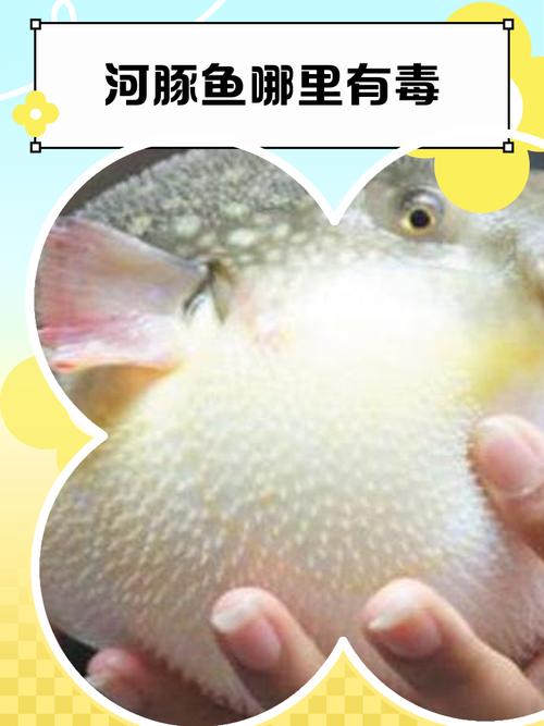 有毒淡水魚介紹_河豚的毒性與危險_河豚是淡水魚還是咸水魚