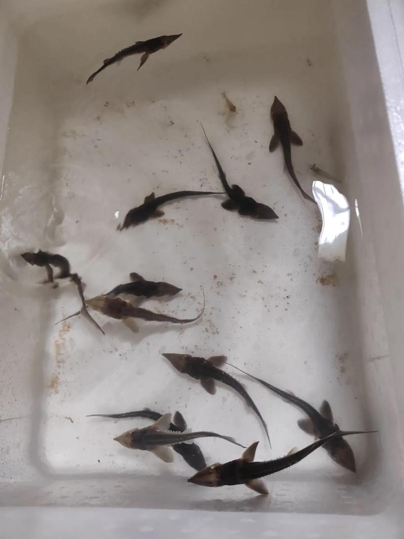 魴魚苗種培育存活率提升_貴州山區魴魚苗種培育技術_鱘魚養殖苗種培育技術