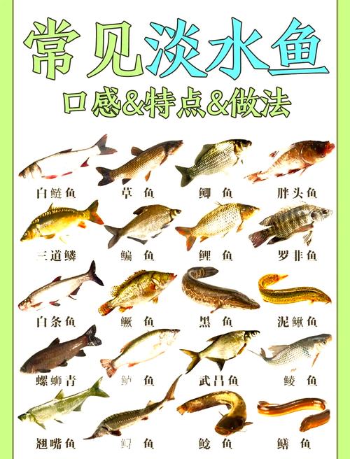 常見淡水魚圖鑒_淡水魚的種類圖片_國內淡水魚圖鑒
