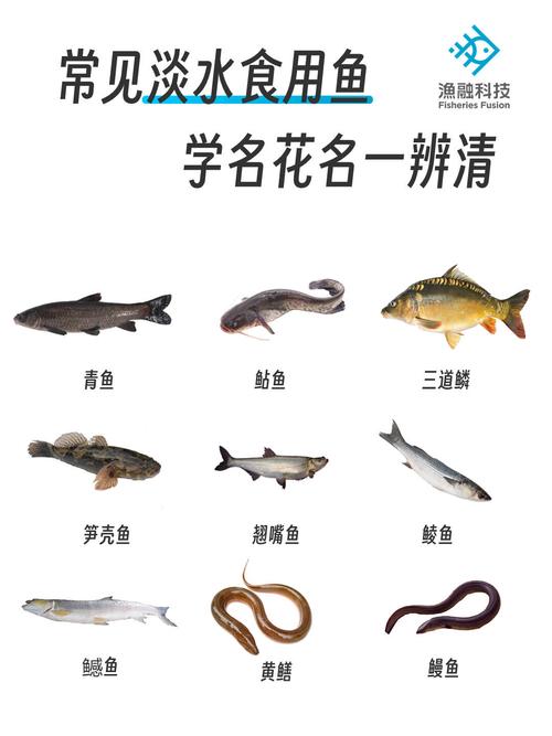 淡水魚的種類圖片_常見淡水魚圖鑒_國內淡水魚圖鑒