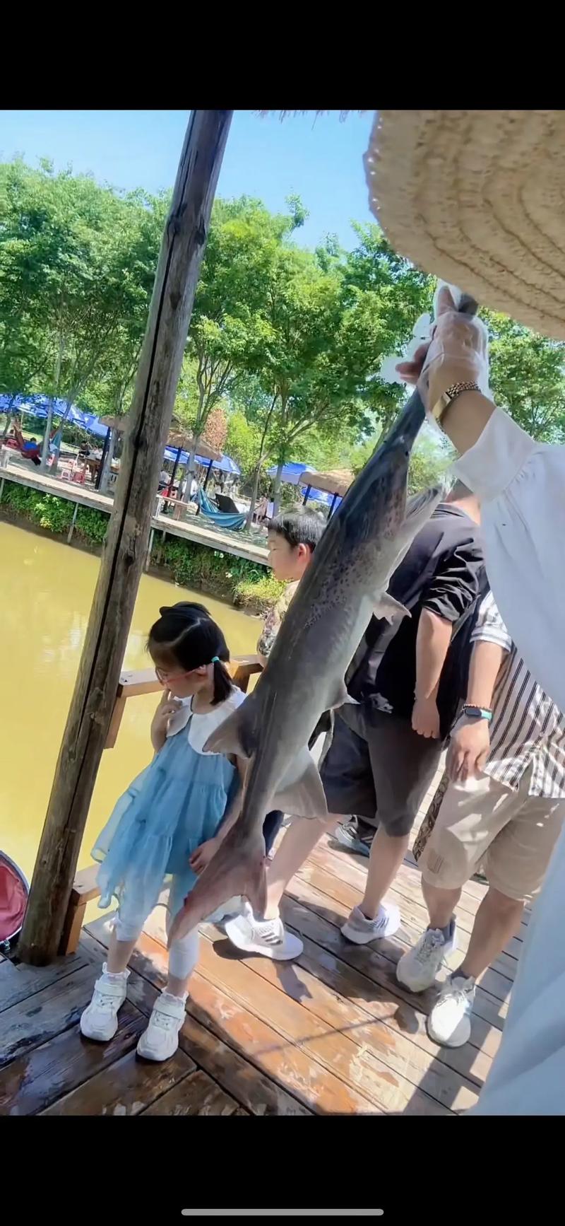 紅尾鴨嘴魚水溫控制_鴨嘴魚怎么釣_紅尾鴨嘴魚水質管理