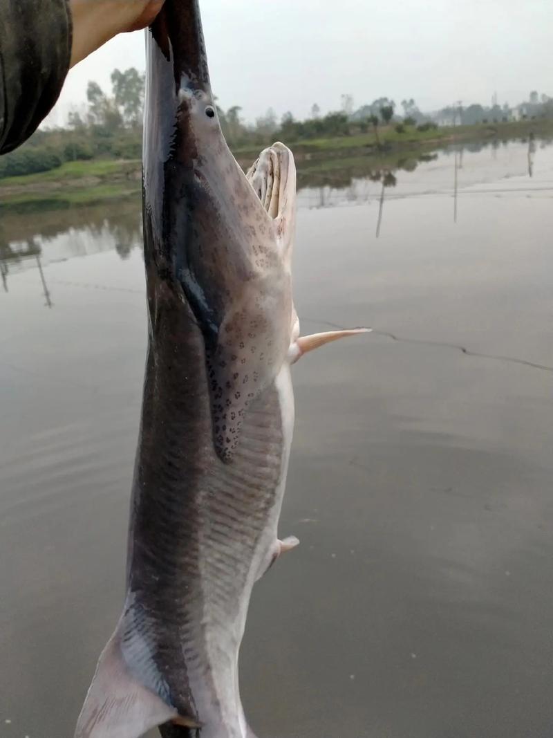 紅尾鴨嘴魚水質管理_紅尾鴨嘴魚水溫控制_鴨嘴魚怎么釣