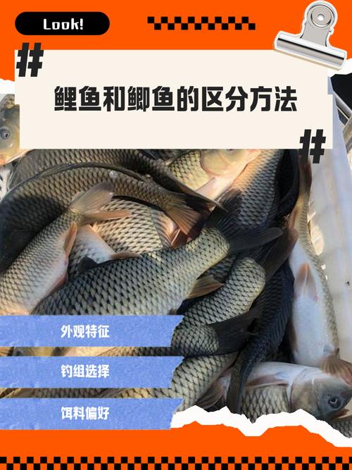 淡水魚種類大全_常見淡水魚識別_淡水魚的種類圖片