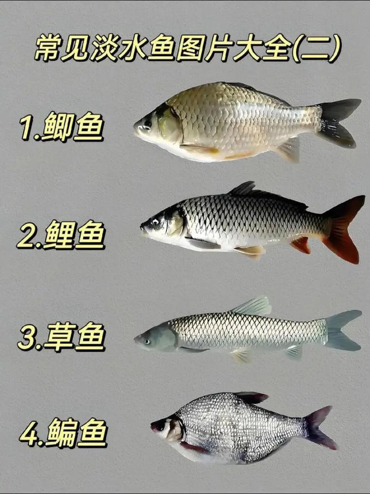 常見淡水魚識別_淡水魚的種類圖片_淡水魚種類大全