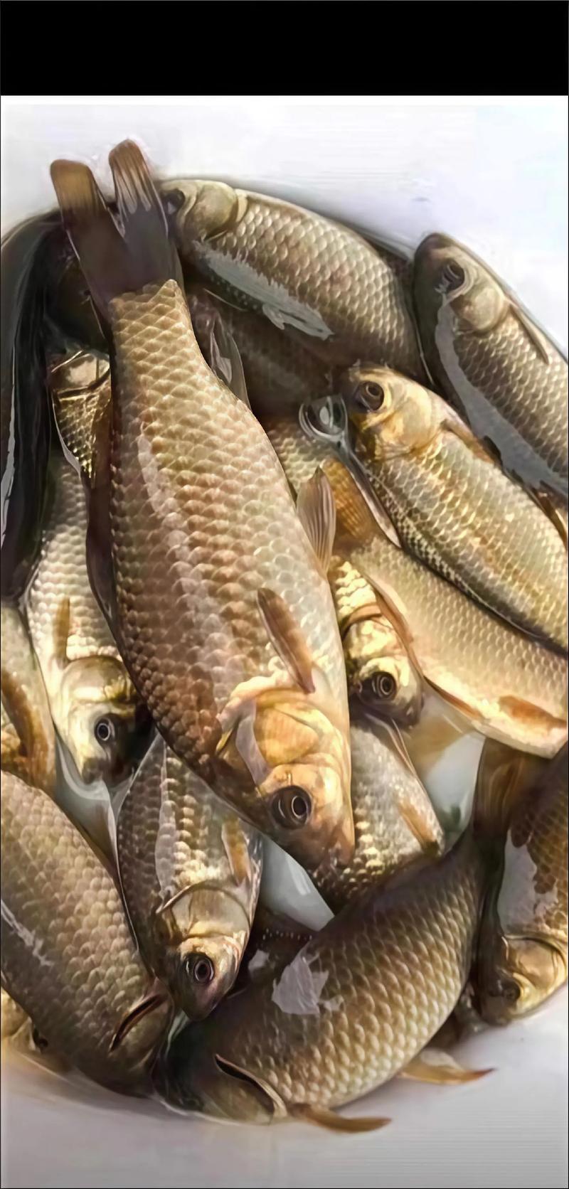 岳陽南湖垂釣區_南湖新區天然垂釣區域_岳陽岳陽縣免費釣場大全