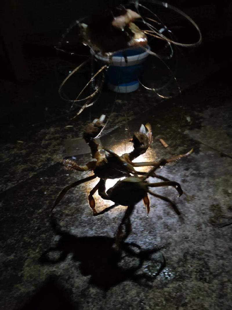 東江水質改善垂釣攻略_東莞東江釣魚_東莞東江釣蟹