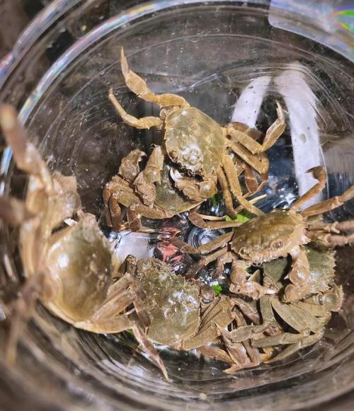 東江水質改善垂釣攻略_東莞東江釣魚_東莞東江釣蟹