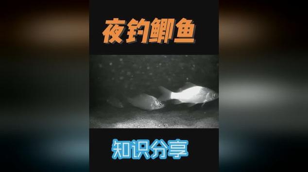 夜釣技巧與白天釣魚對比_夜釣與白天釣魚哪個更好_夏季下午釣魚怎么樣?