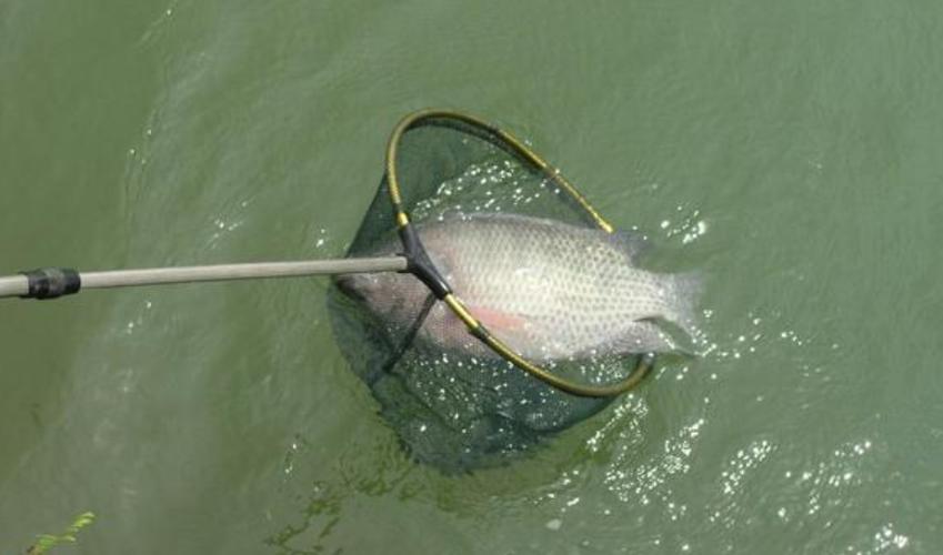 黑坑滑口羅非魚釣法_黑坑生口羅非魚釣法_黑坑羅非魚釣法
