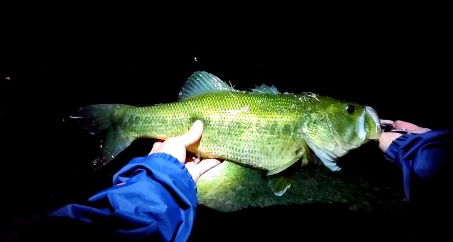 夜釣燈_夜釣裝備選擇技巧_夜釣燈使用方法