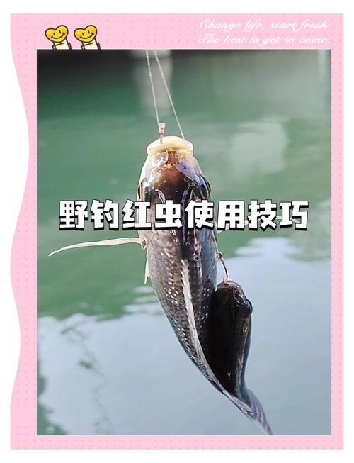 冬釣紅蟲技巧_在秋季用紅蟲釣魚需要注意這幾點_紅蟲釣鯽魚方法