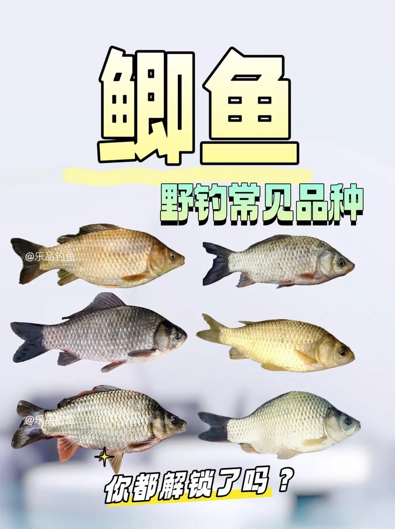 鯽魚分布_釣魚鯽魚技巧_鯽魚習性