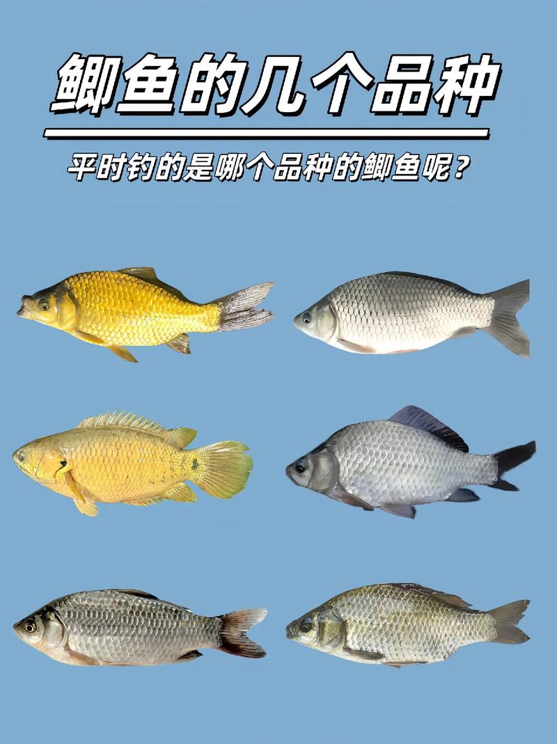 鯽魚分布_鯽魚習性_釣魚鯽魚技巧