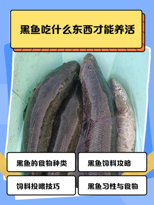 黑魚自制飼料配方_黑魚食物種類_黑魚吃什么食物