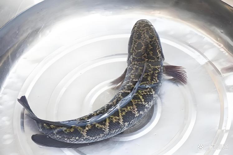 黑魚火鍋_黑魚是什么魚_野生黑魚價格