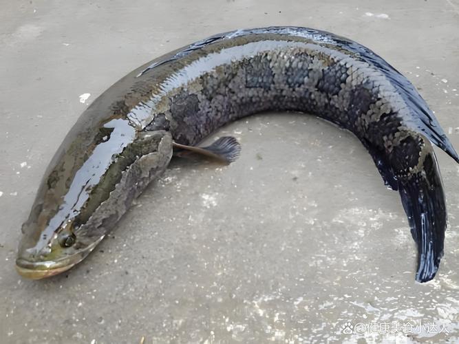 黑魚火鍋_野生黑魚價格_黑魚是什么魚