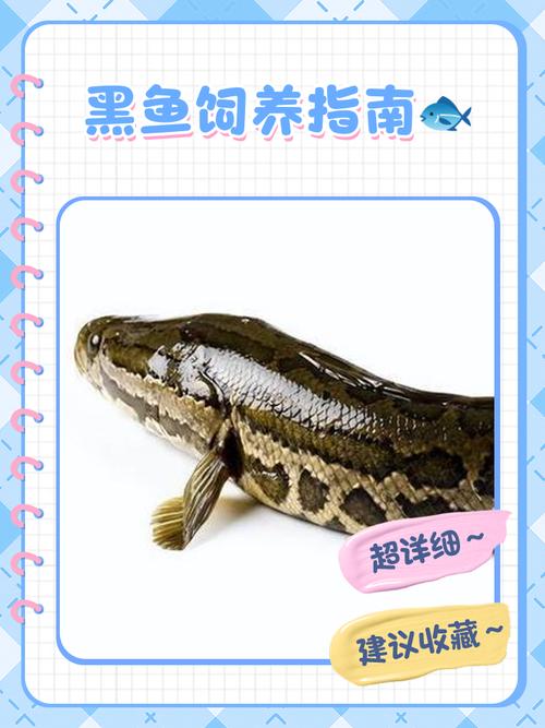 野生黑魚價格_黑魚是什么魚_黑魚火鍋