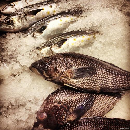 黑魚獨特旱眠狀態_黑魚生命力頑強_黑魚圖片