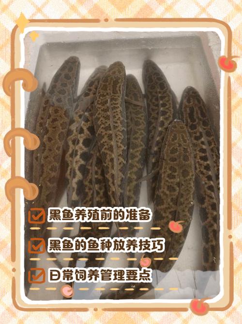 黑魚生命力頑強_黑魚獨特旱眠狀態_黑魚圖片