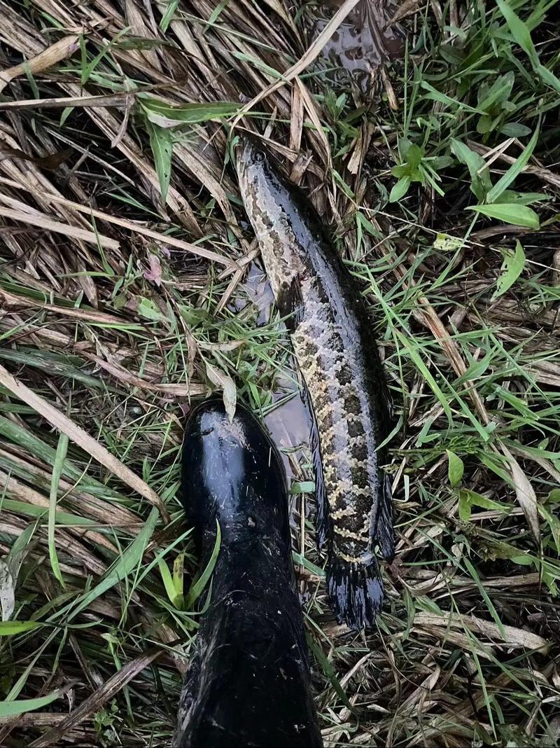 黑魚營養價值_黑魚釣法_黑魚是什么魚