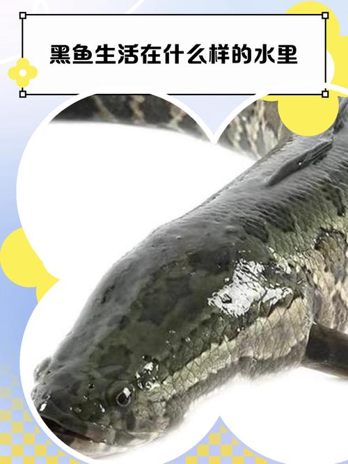 黑魚營養價值_黑魚釣法_黑魚是什么魚