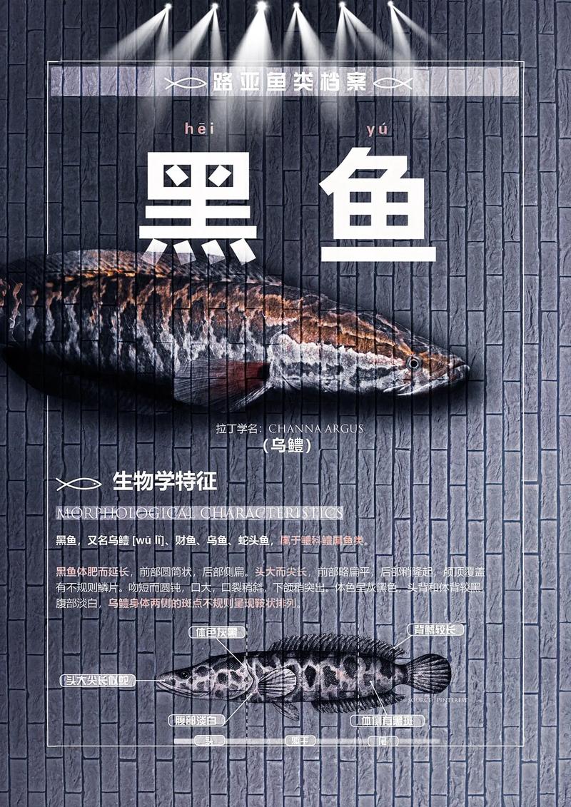 黑魚營養價值_黑魚釣法_黑魚是什么魚