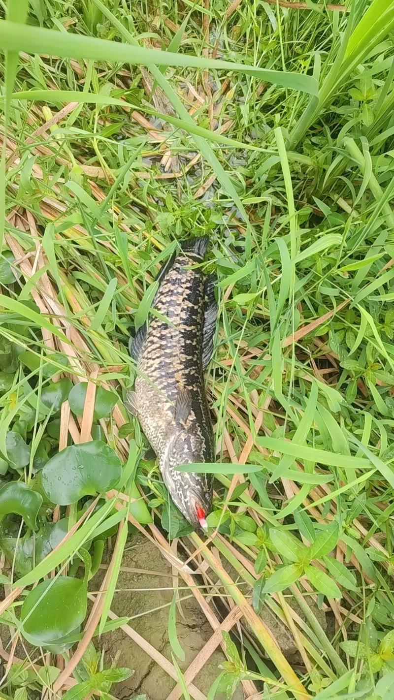 黑魚護崽攻擊性_路亞釣法雷蛙技巧_黑魚怎么釣