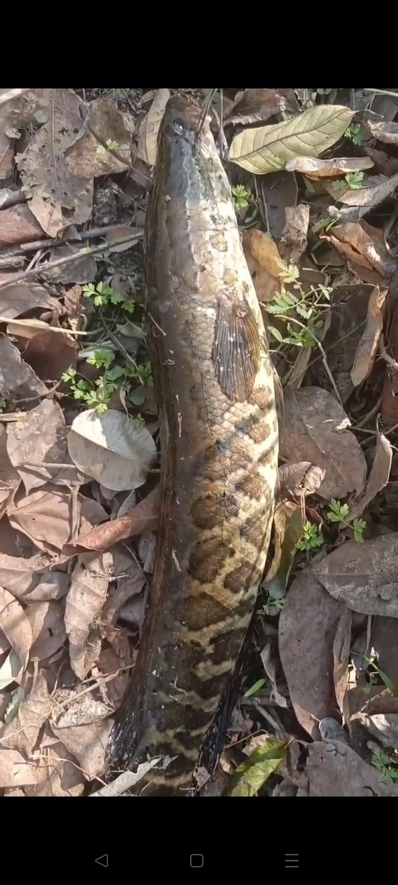 春季釣黑魚全攻略，不同階段這樣釣收獲滿滿