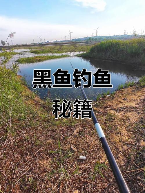 黑魚產籽期釣大魚技巧_黑魚怎么釣_春季黑魚釣法