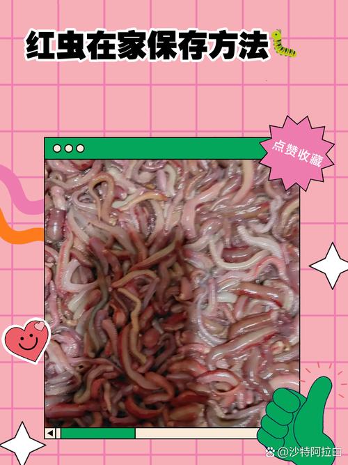 紅蟲是什么_紅蟲怎么養_紅蟲養殖方法