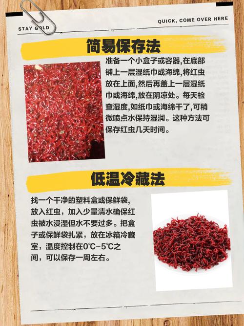 紅蟲怎么養_紅蟲是什么_紅蟲養殖方法