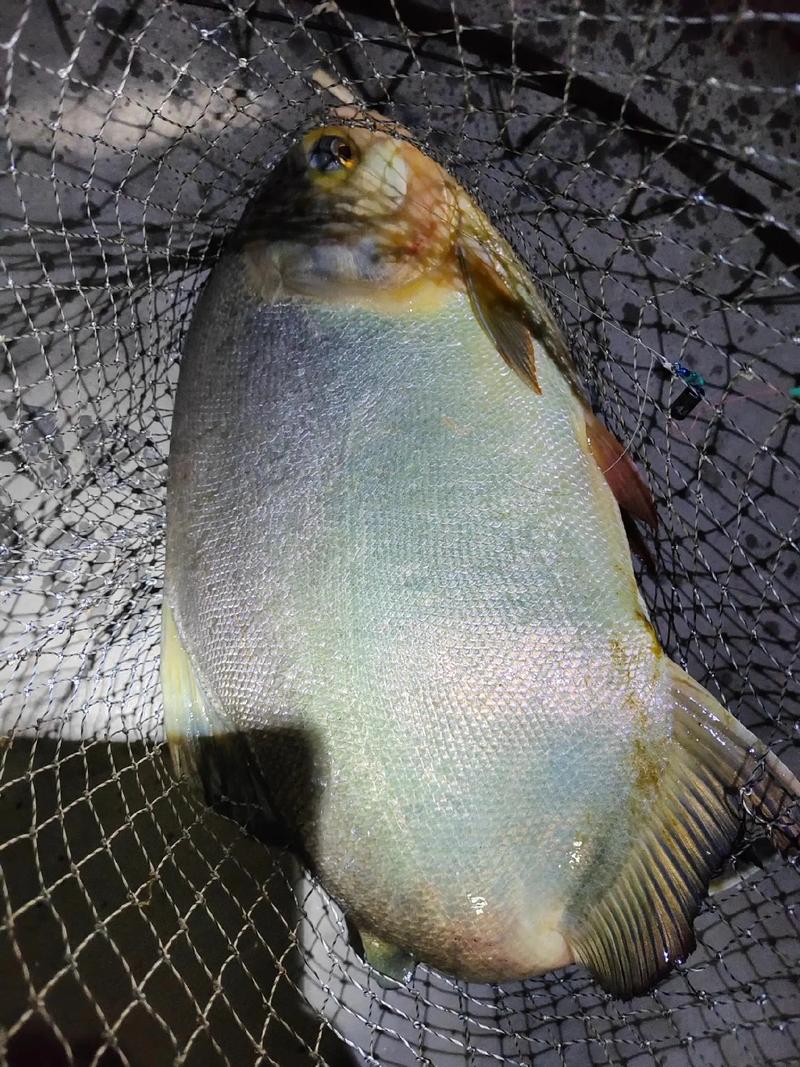 巢湖紅鯧魚數量_釣紅鯧魚用什么餌料_巢湖紅鯧魚釣魚攻略