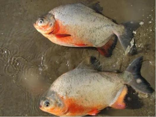 巢湖紅鯧魚釣魚攻略_巢湖紅鯧魚數量_釣紅鯧魚用什么餌料