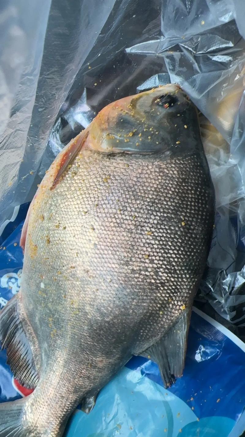 釣紅鯧魚用什么餌料_巢湖紅鯧魚數量_巢湖紅鯧魚釣魚攻略