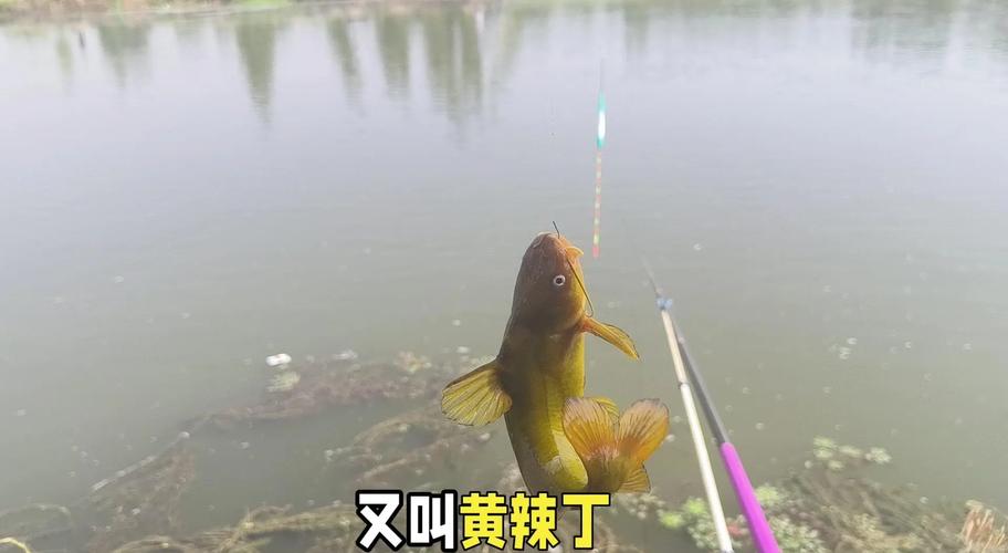 黃顙魚垂釣技巧_黃顙魚四季釣法_釣黃骨魚用什么餌最好